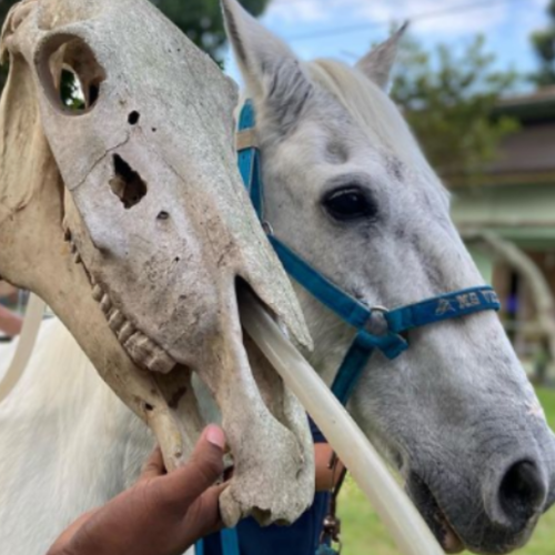 imagem_2025-05-26_152811654