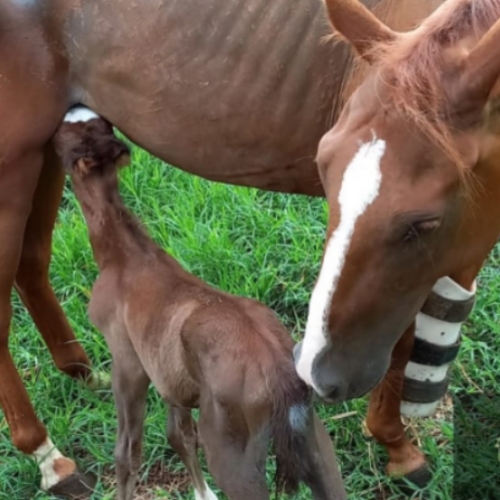 imagem_2025-05-26_152928110