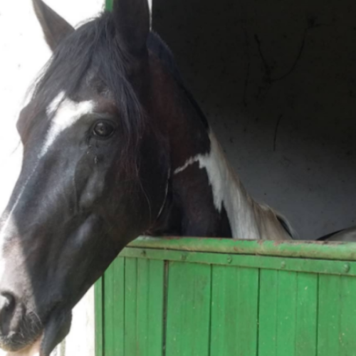 imagem_2025-05-26_153021496